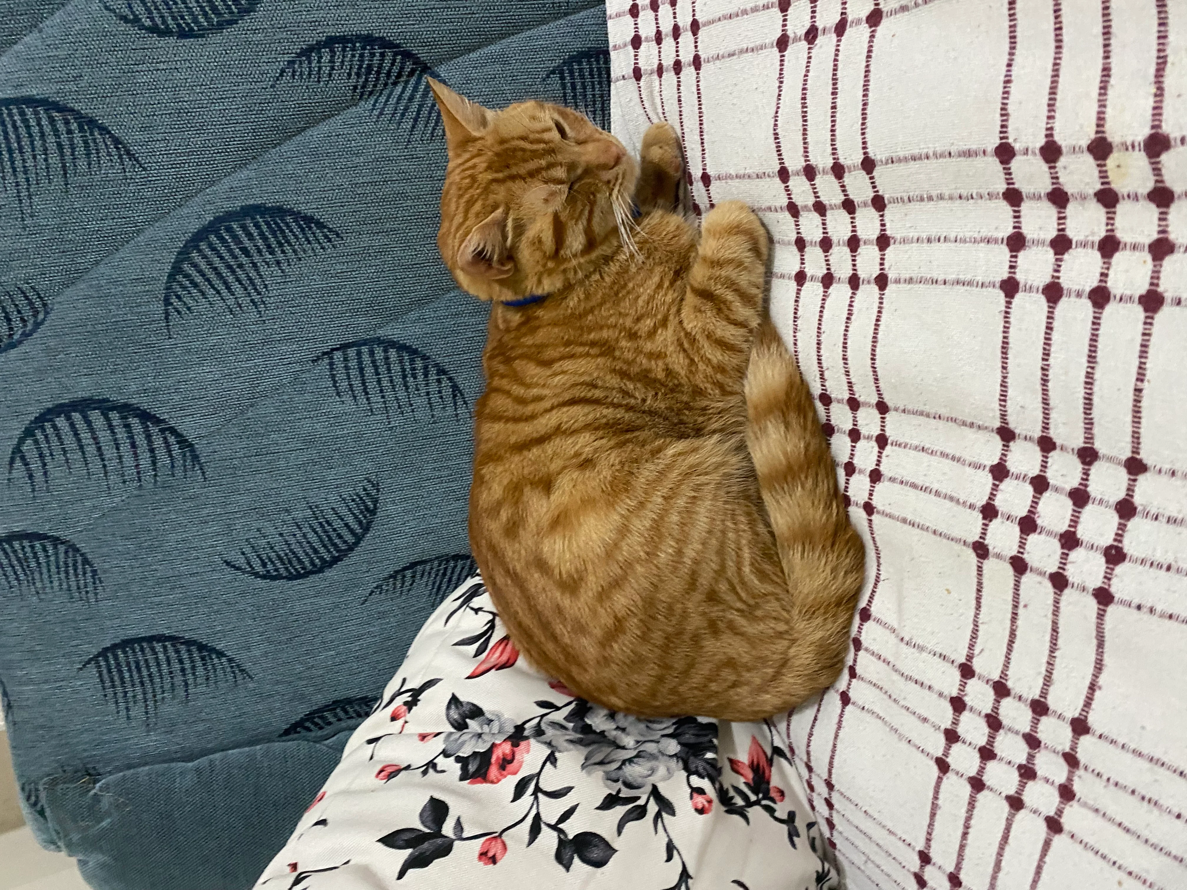 Oscar