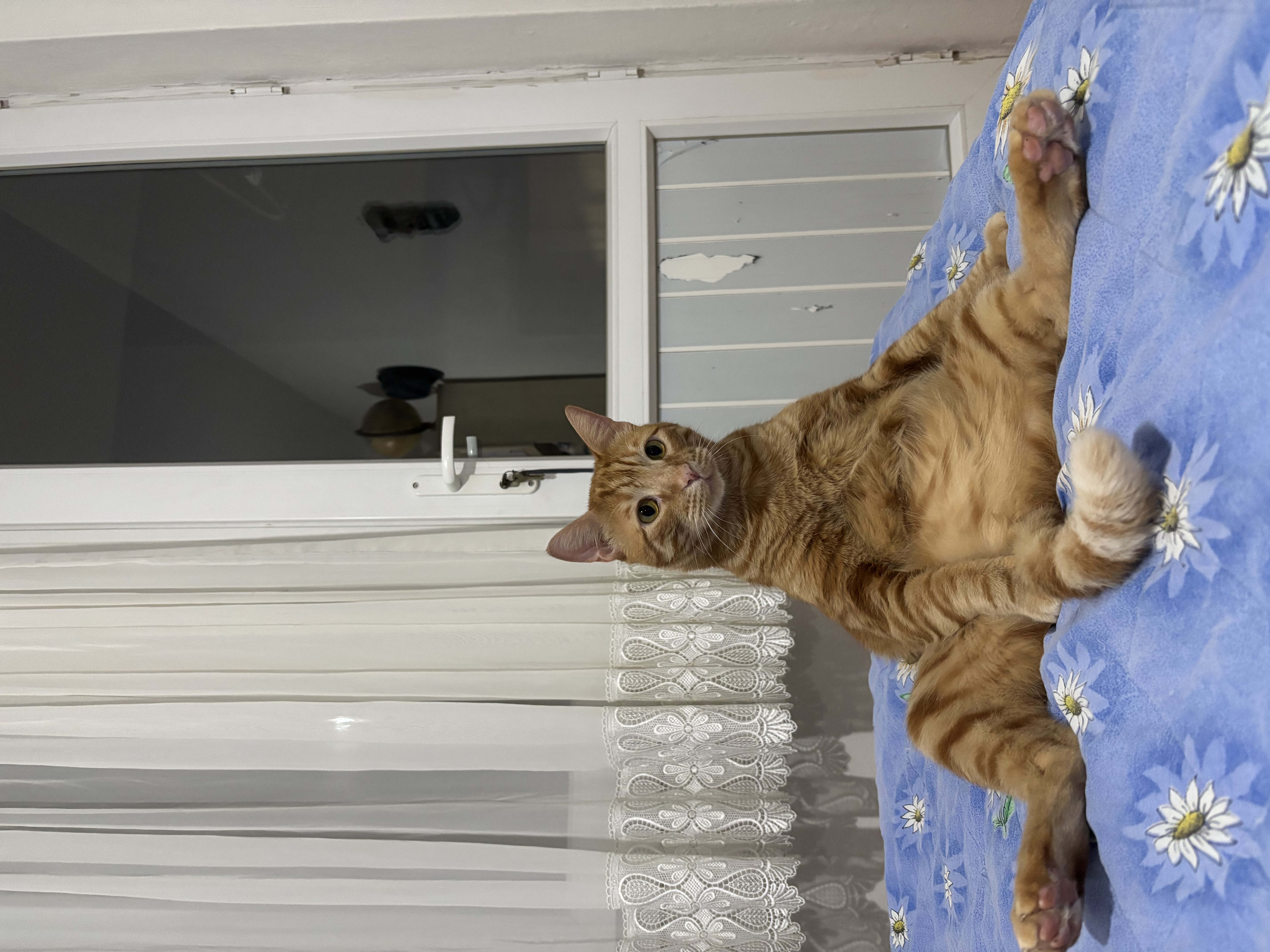 Ayyaş