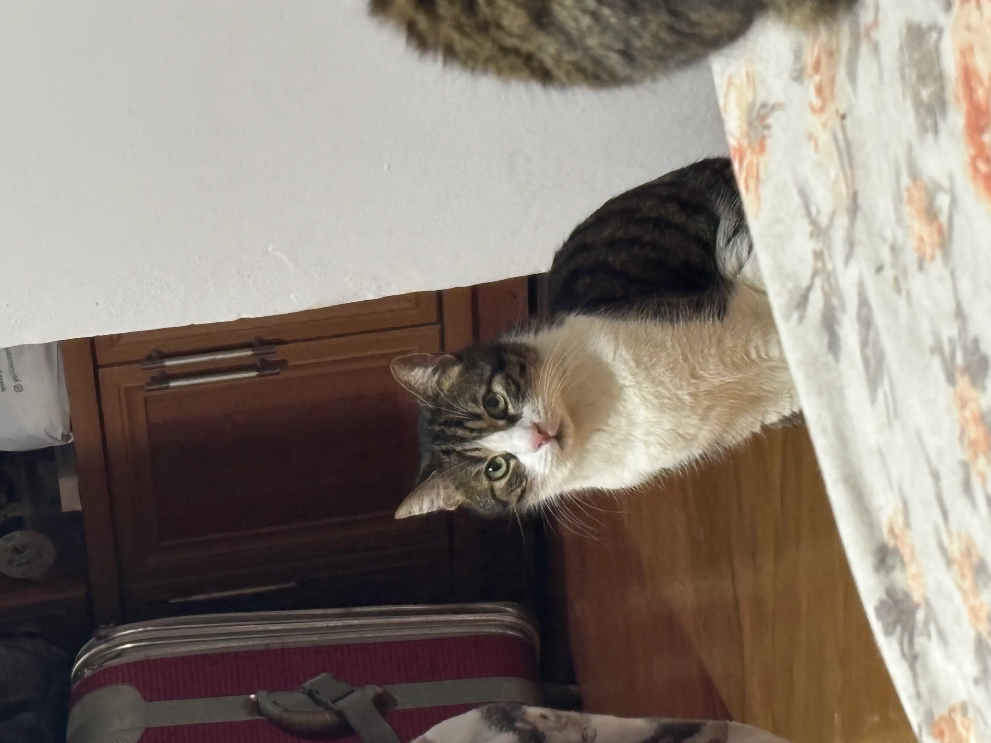 Berduş