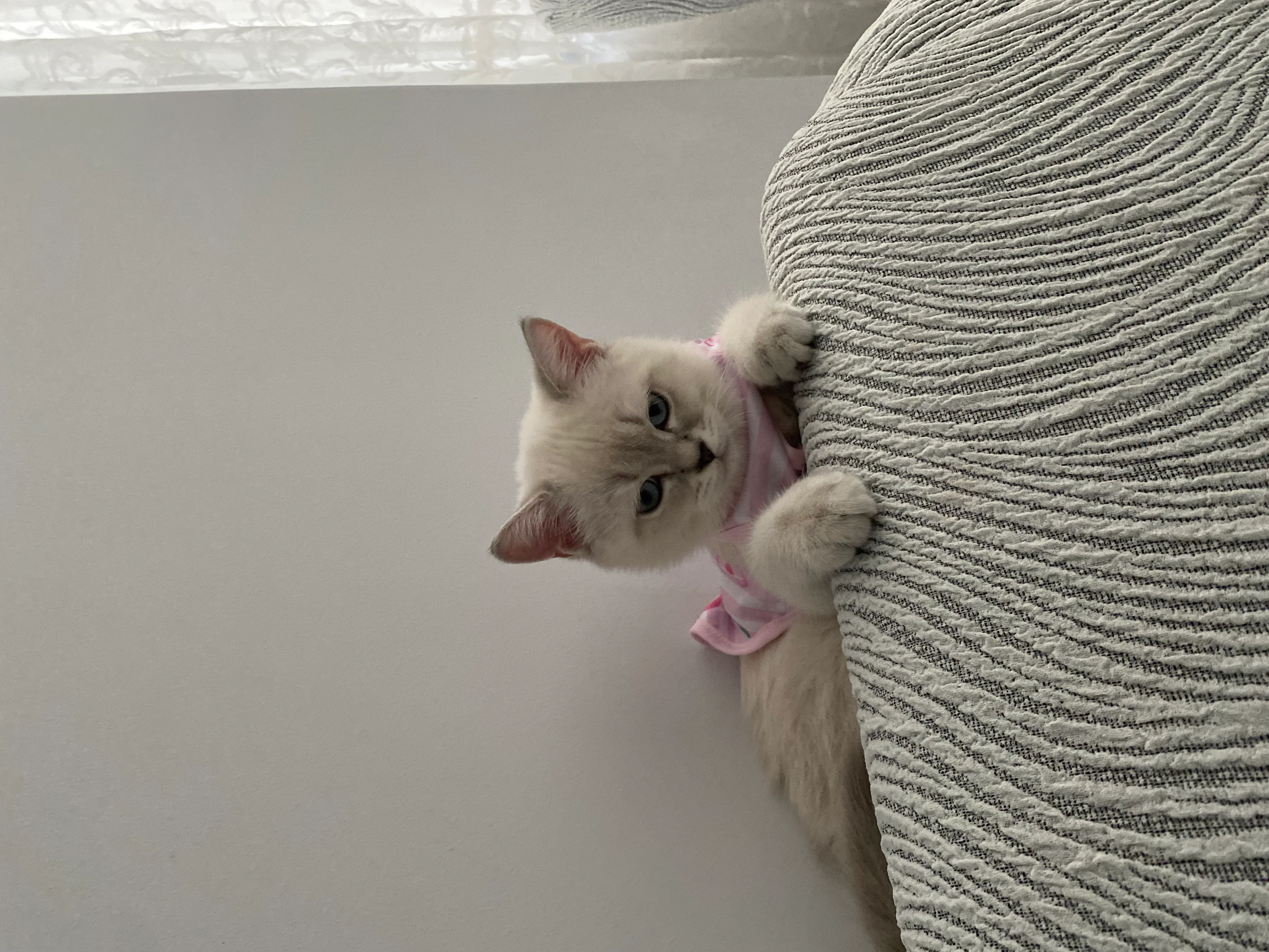 Tekila 