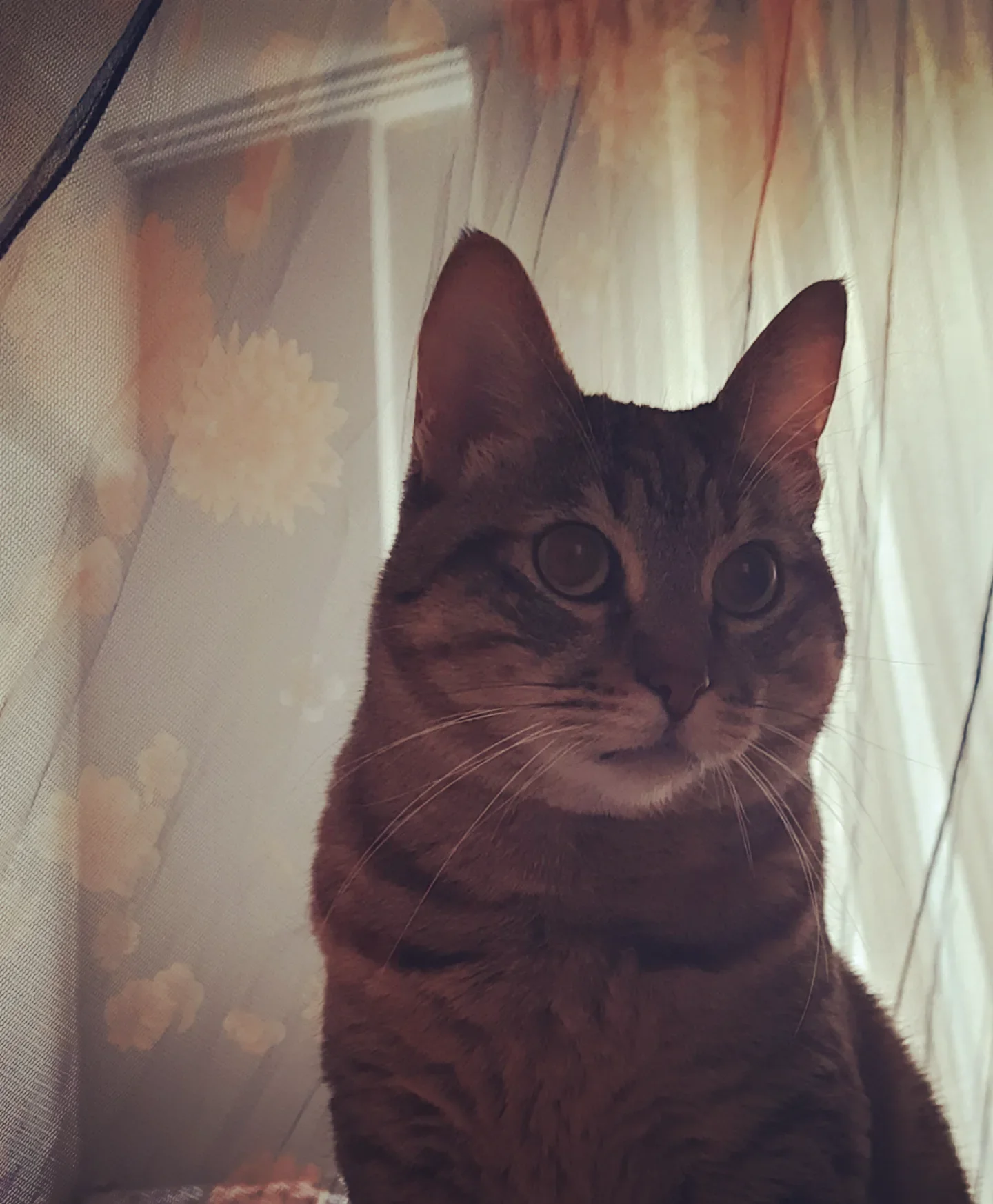 Ceku