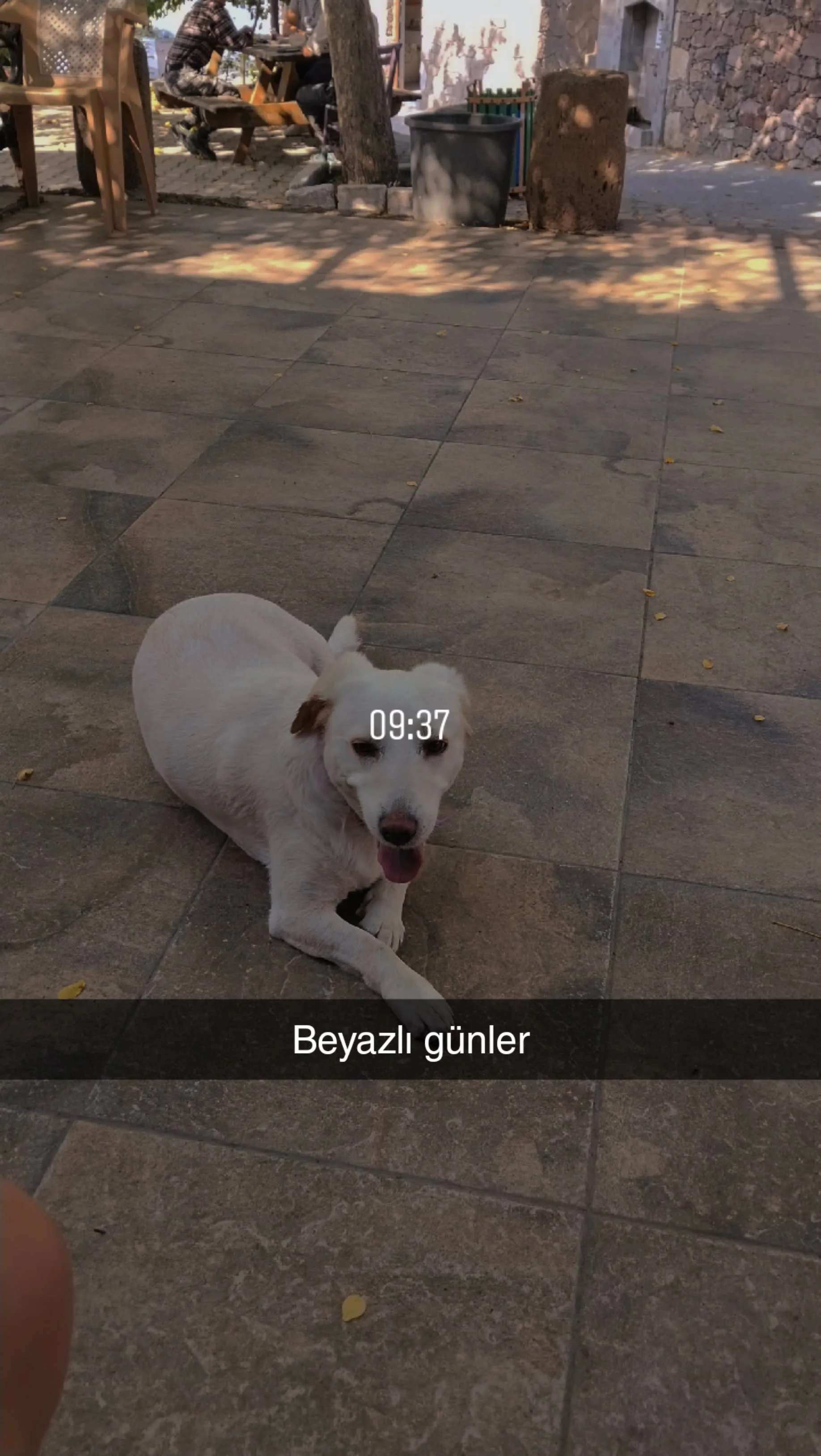 Beyaz
