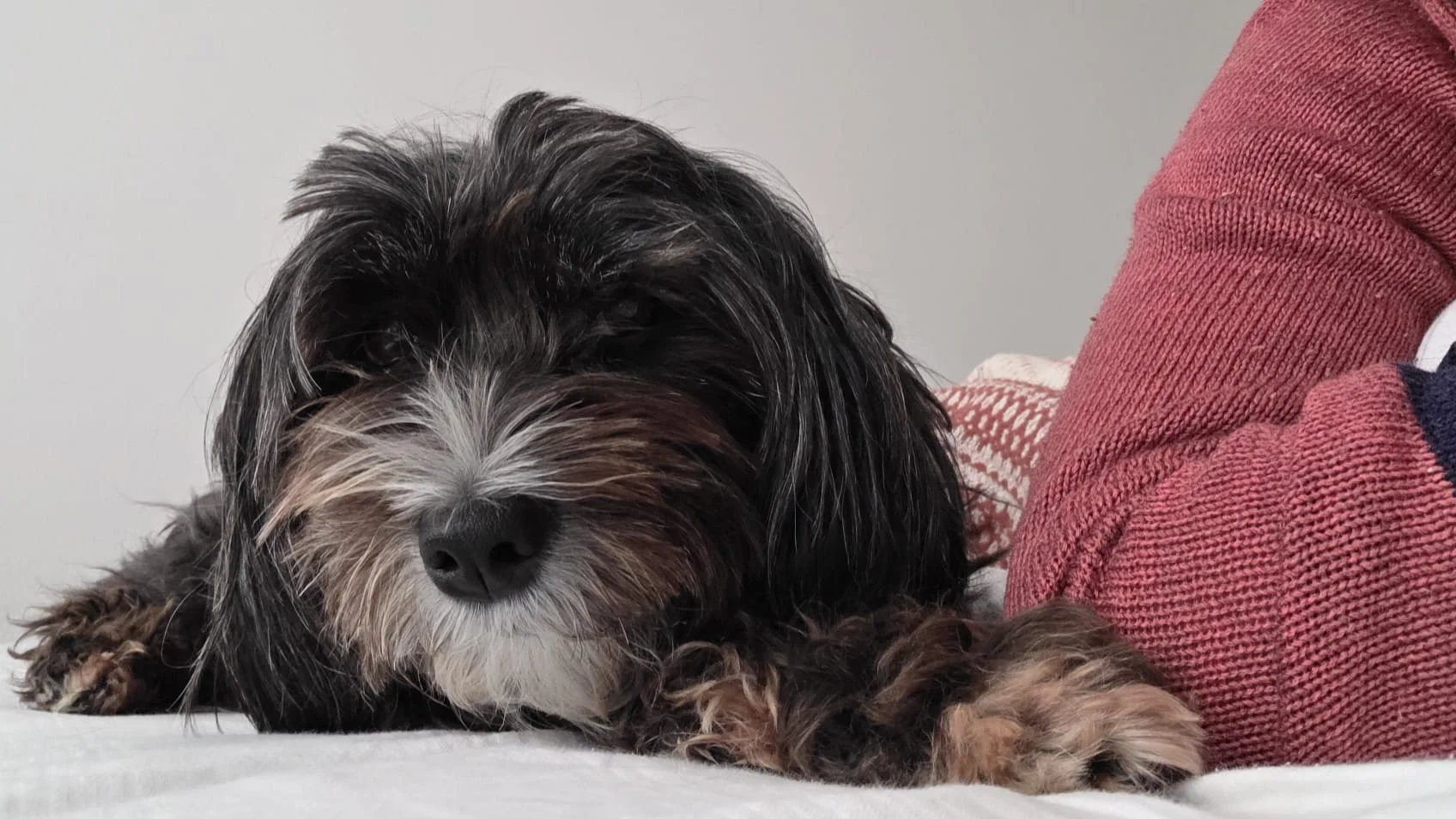 Muffin