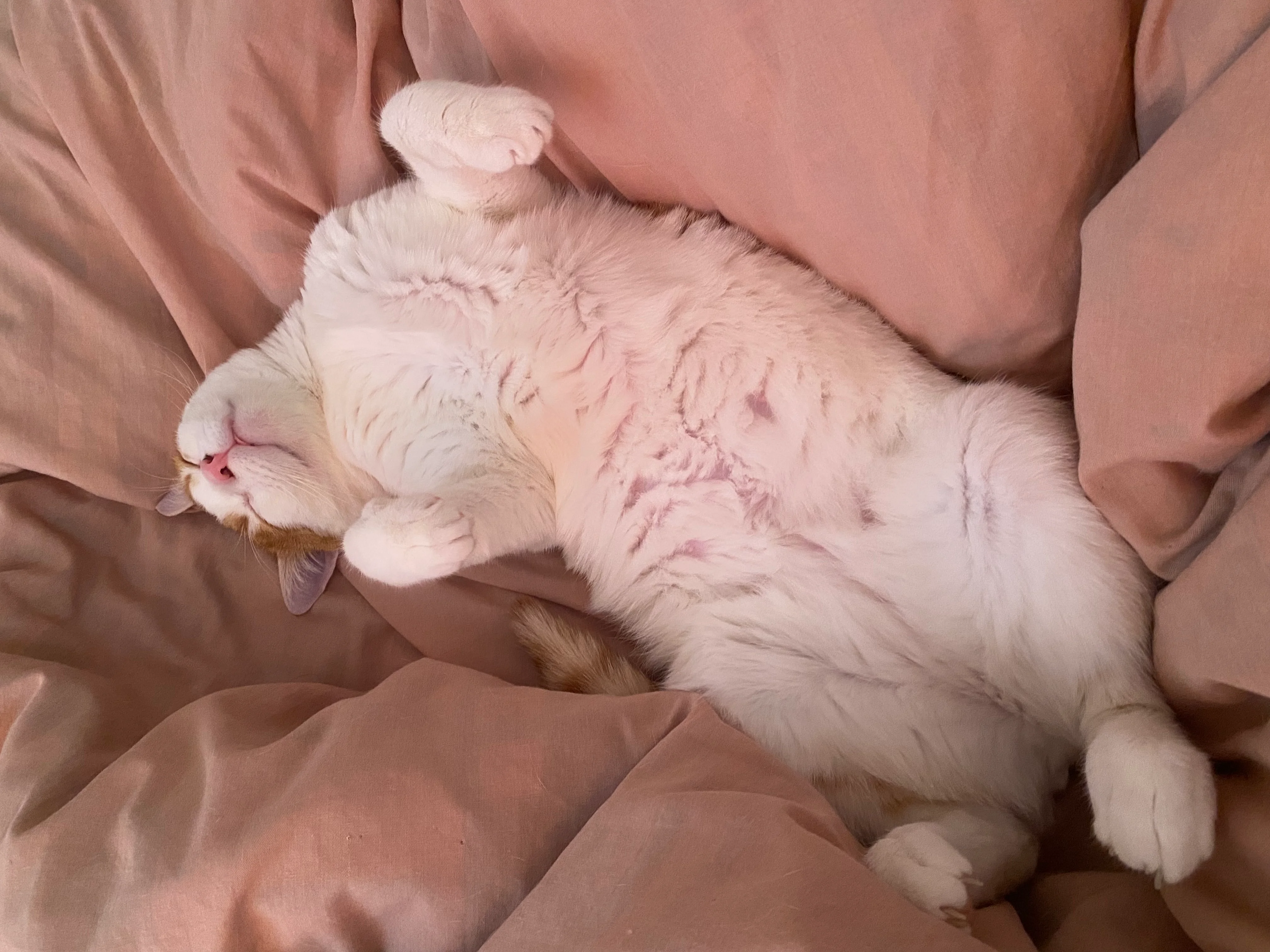 Piglet