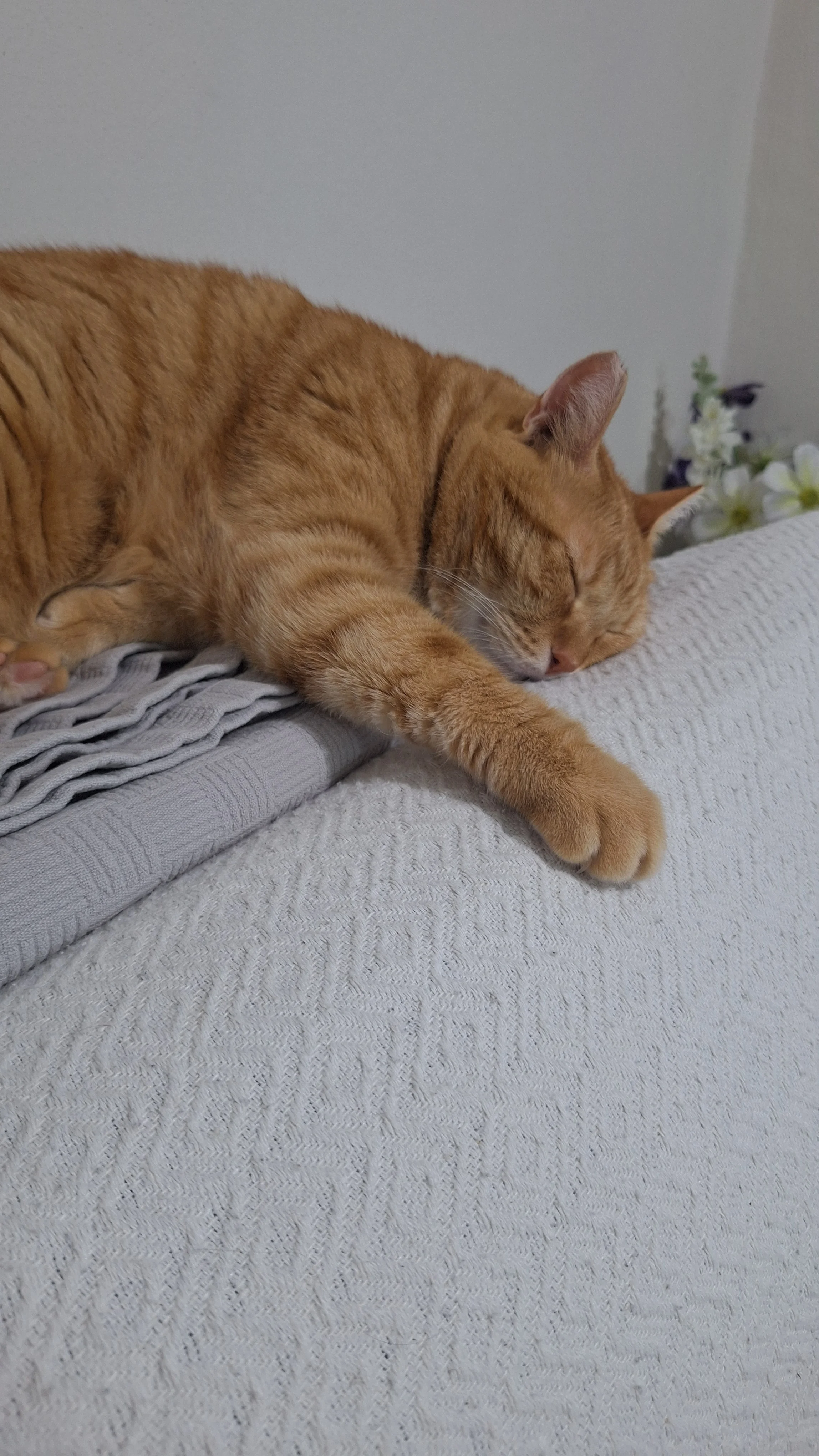 Simba
