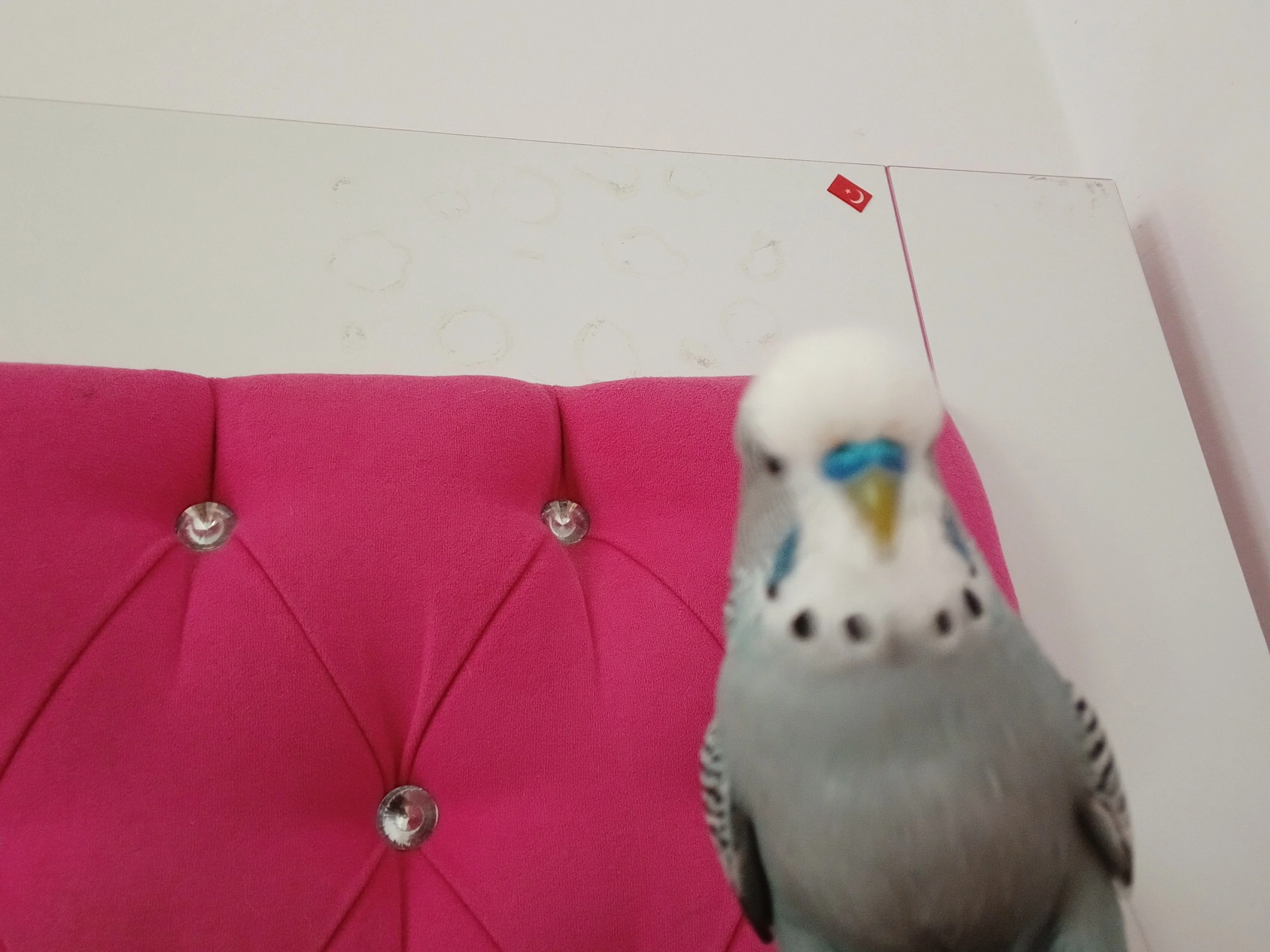 Cankuş