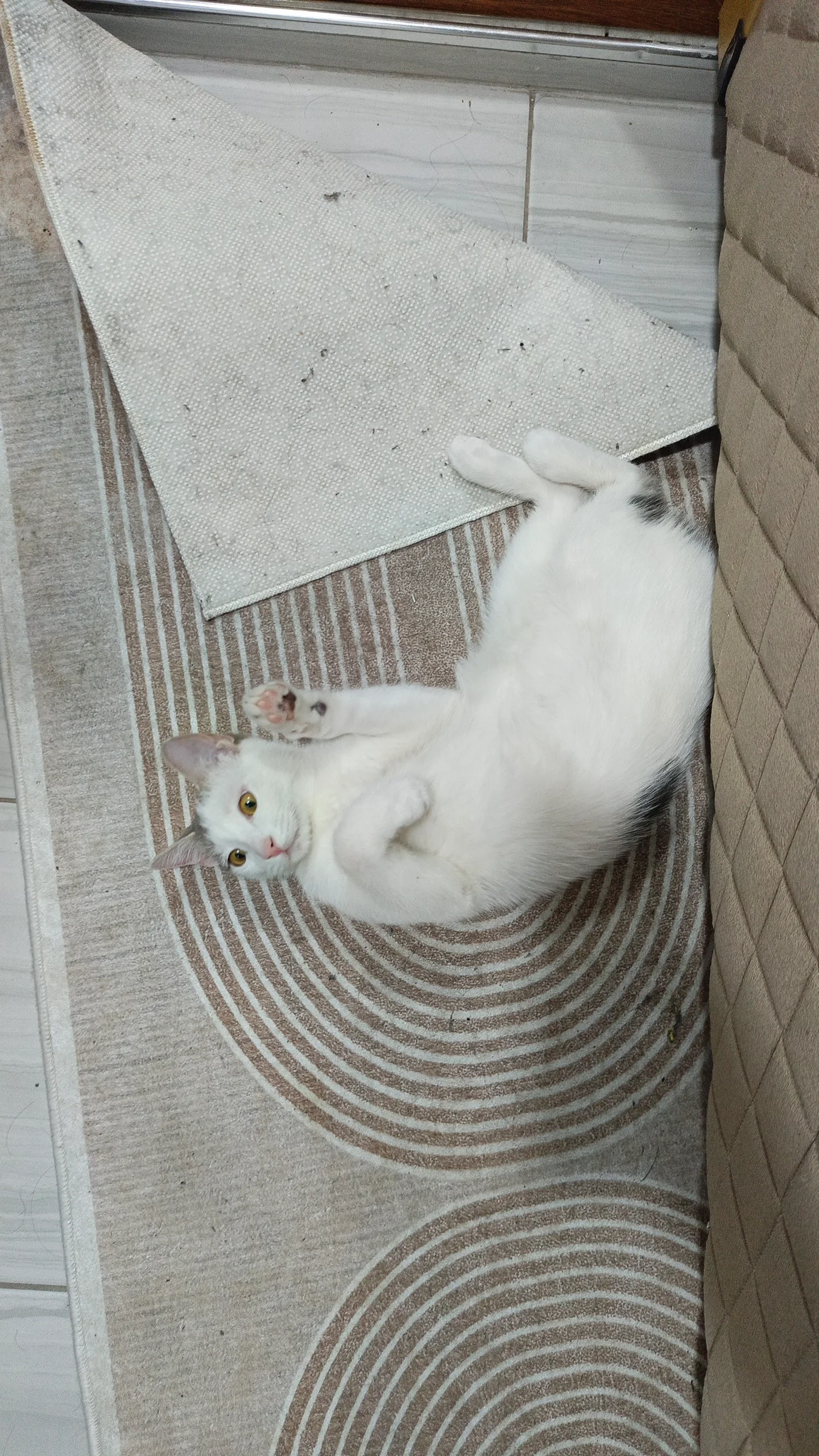 Lale 