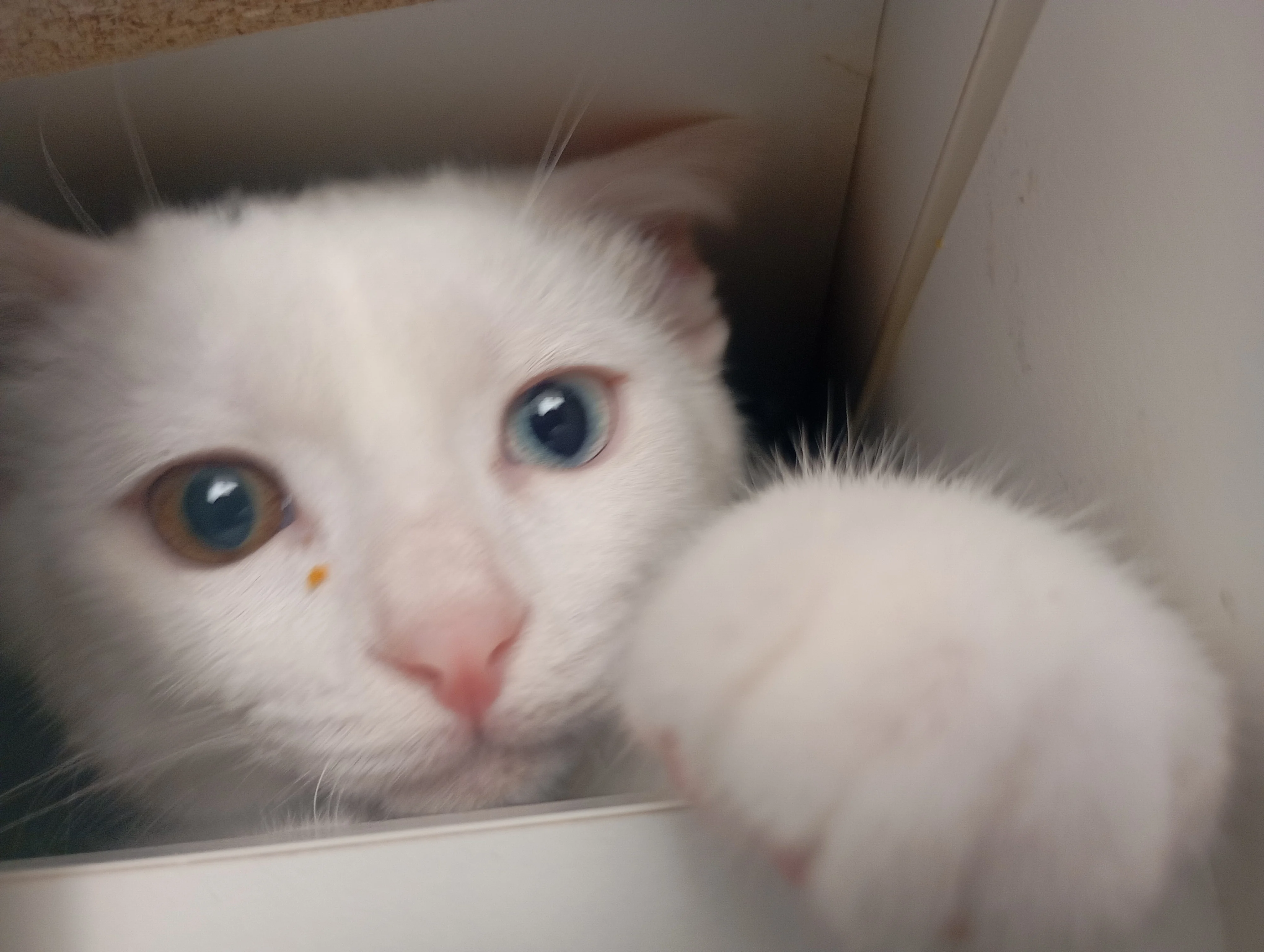 Casper 