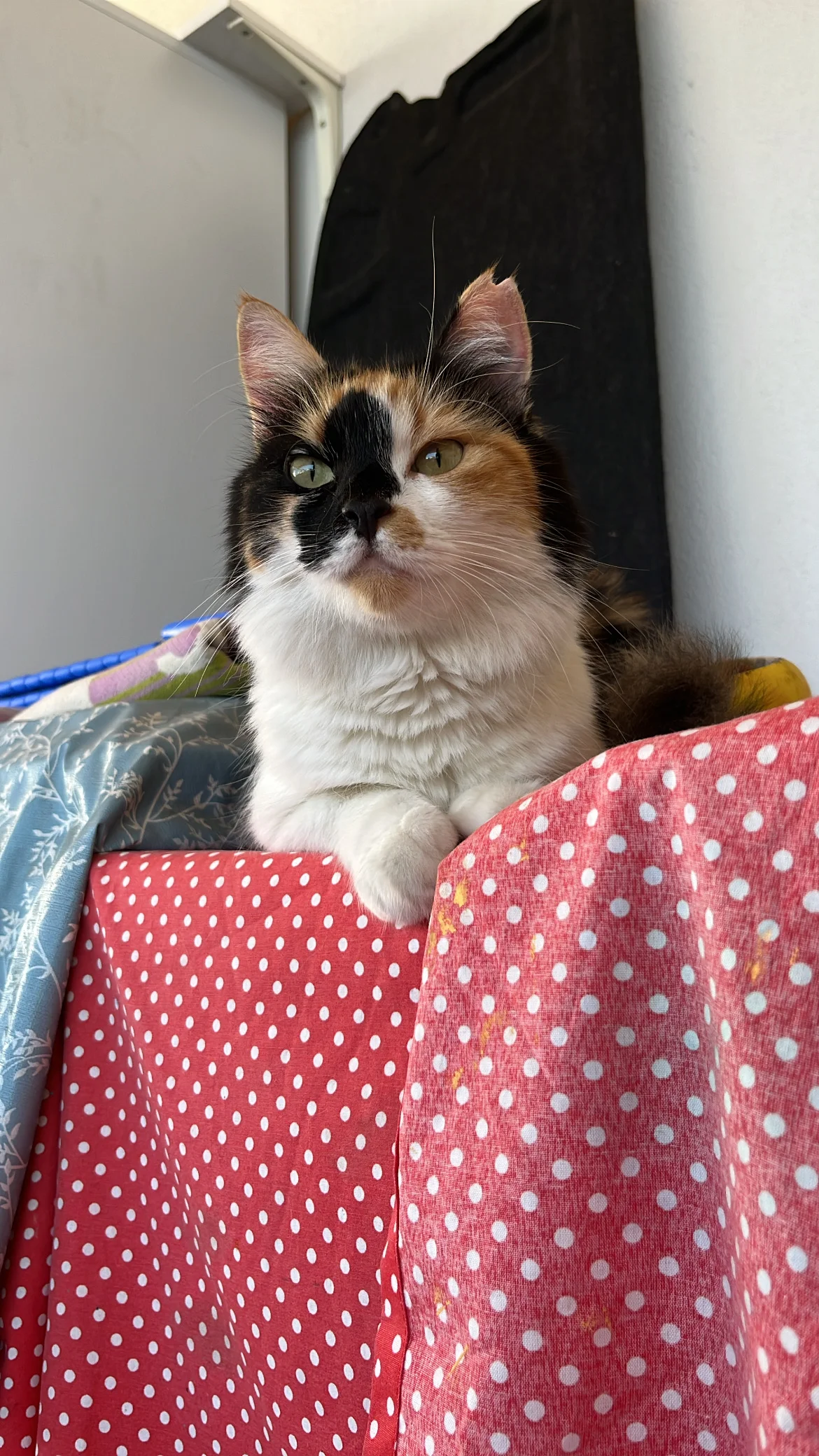 Nova 