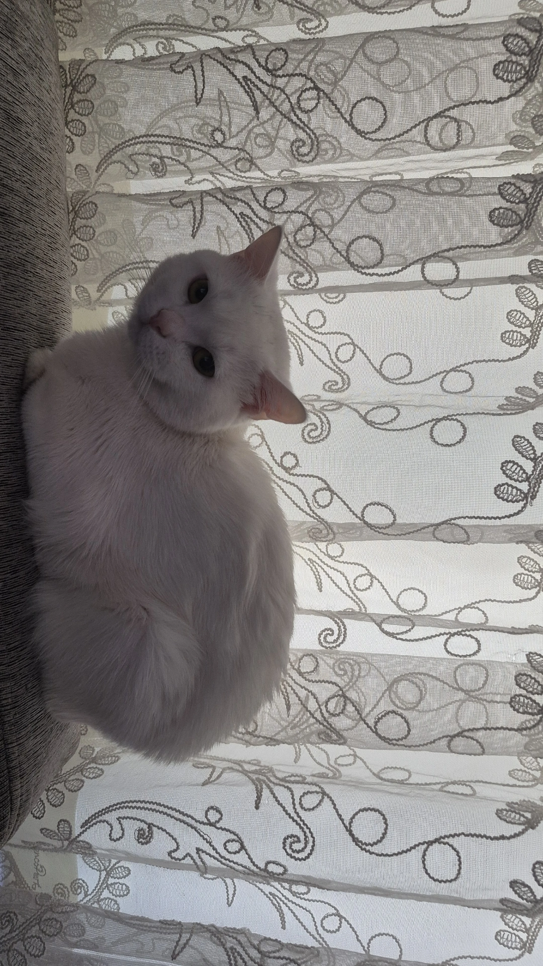 Pamuk