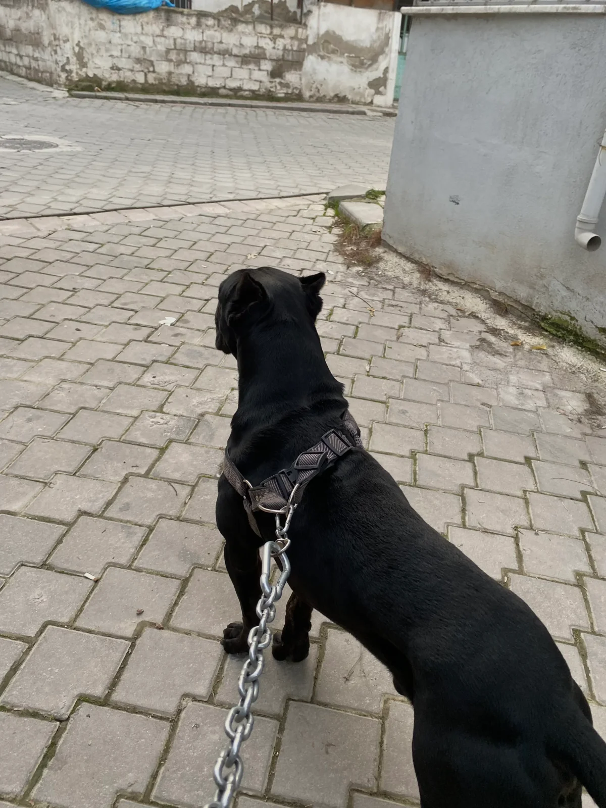 Buse E. 1