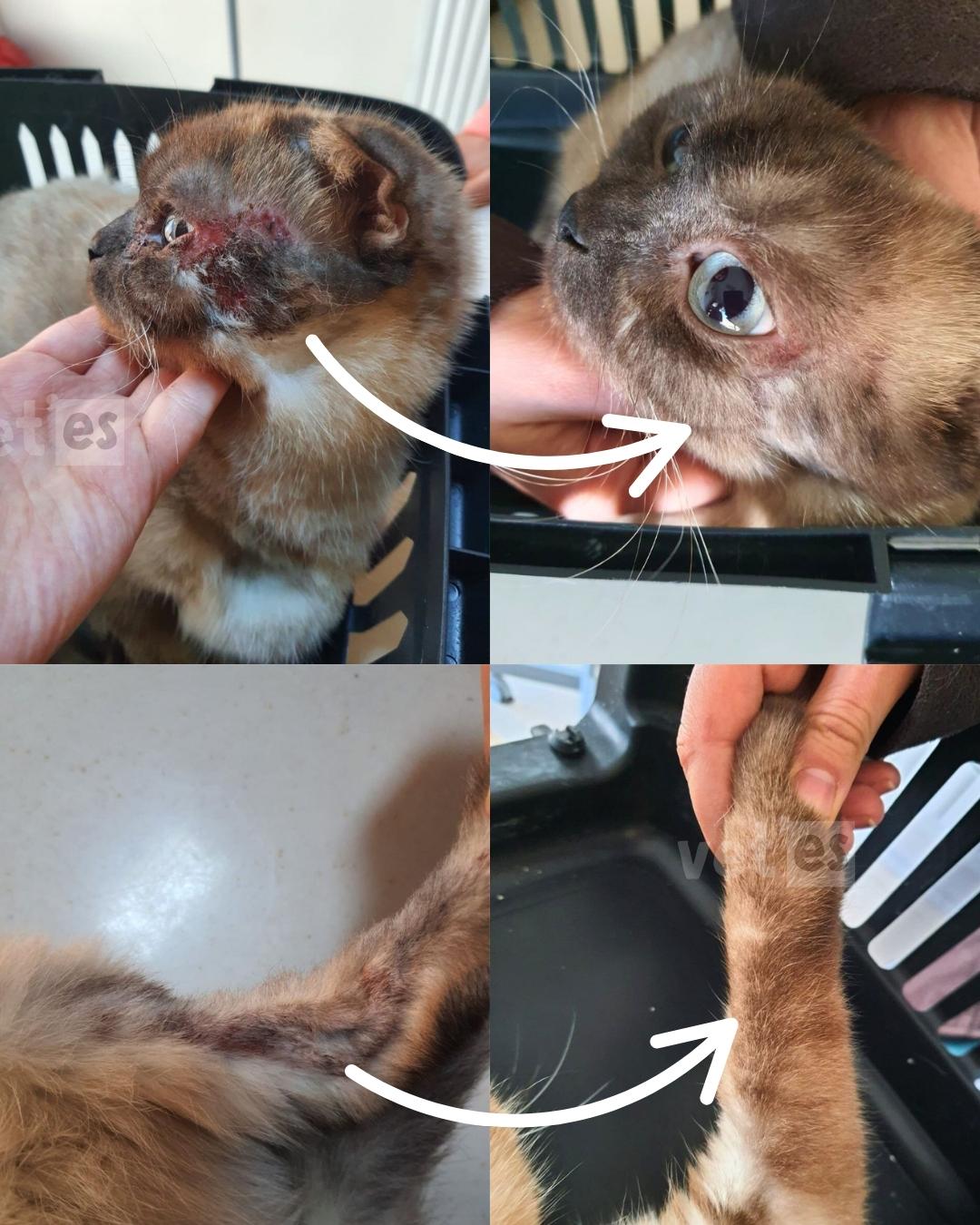 Vetes Ankara Veteriner Kliniği 10