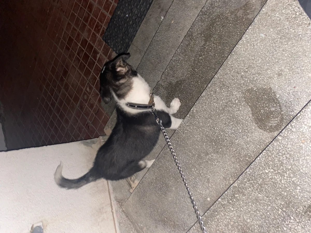 Eylül 1