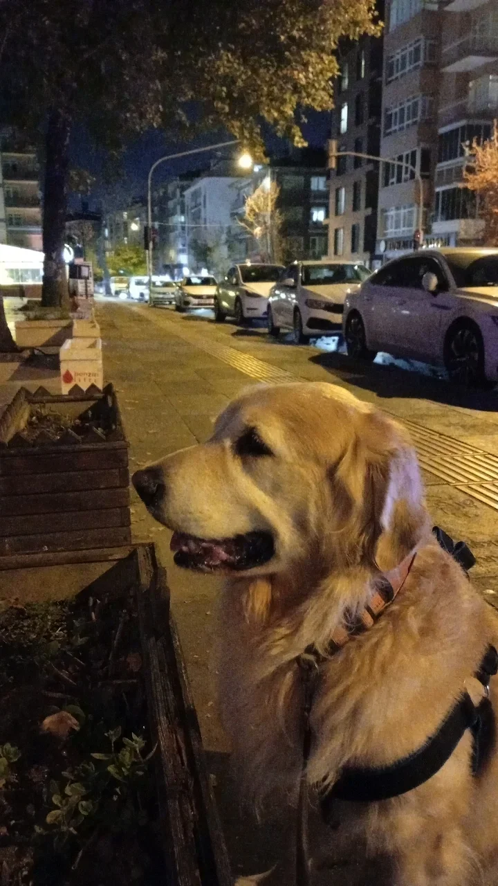 Boran Ş. 4