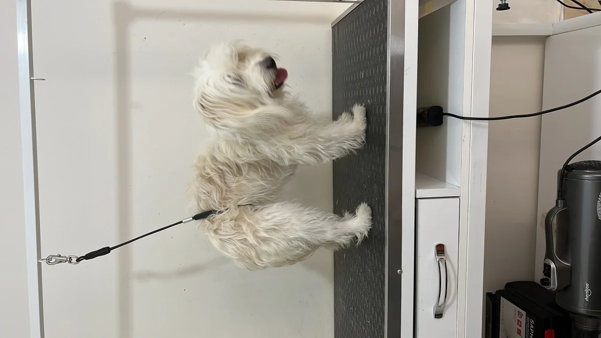 pati pet 2