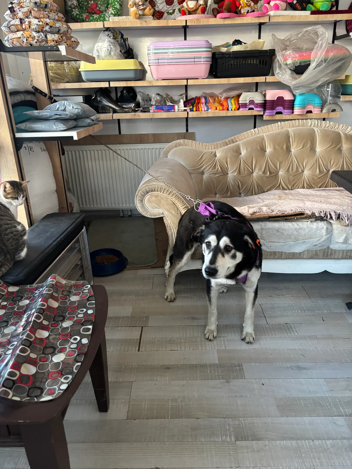 Sude Ö. 1