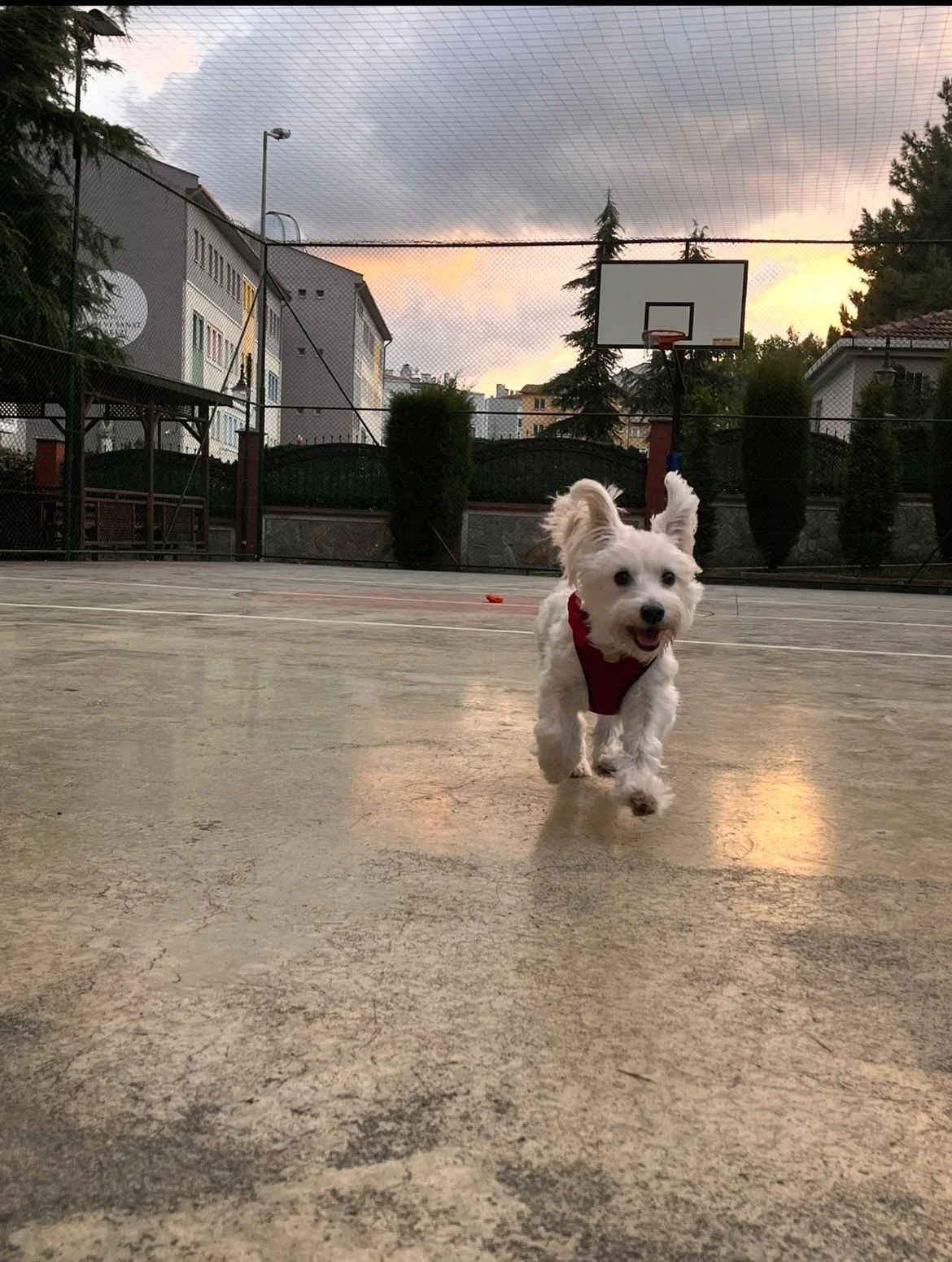 Ezel B. 1